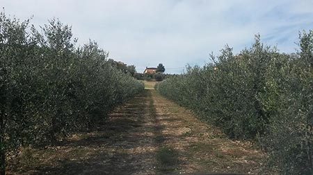 Agriturismo Grottammare