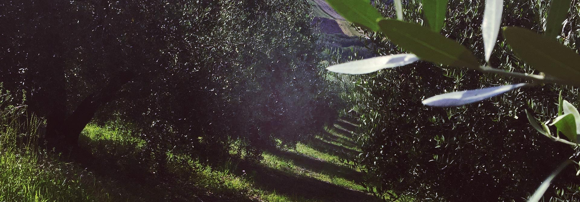 Agriturismo nel verde Lapedona
